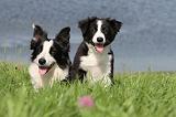 BORDER COLLIE 722